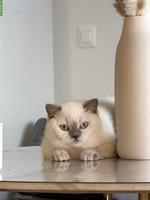 Wunderschöne BKH Katze sucht ein Zuhause