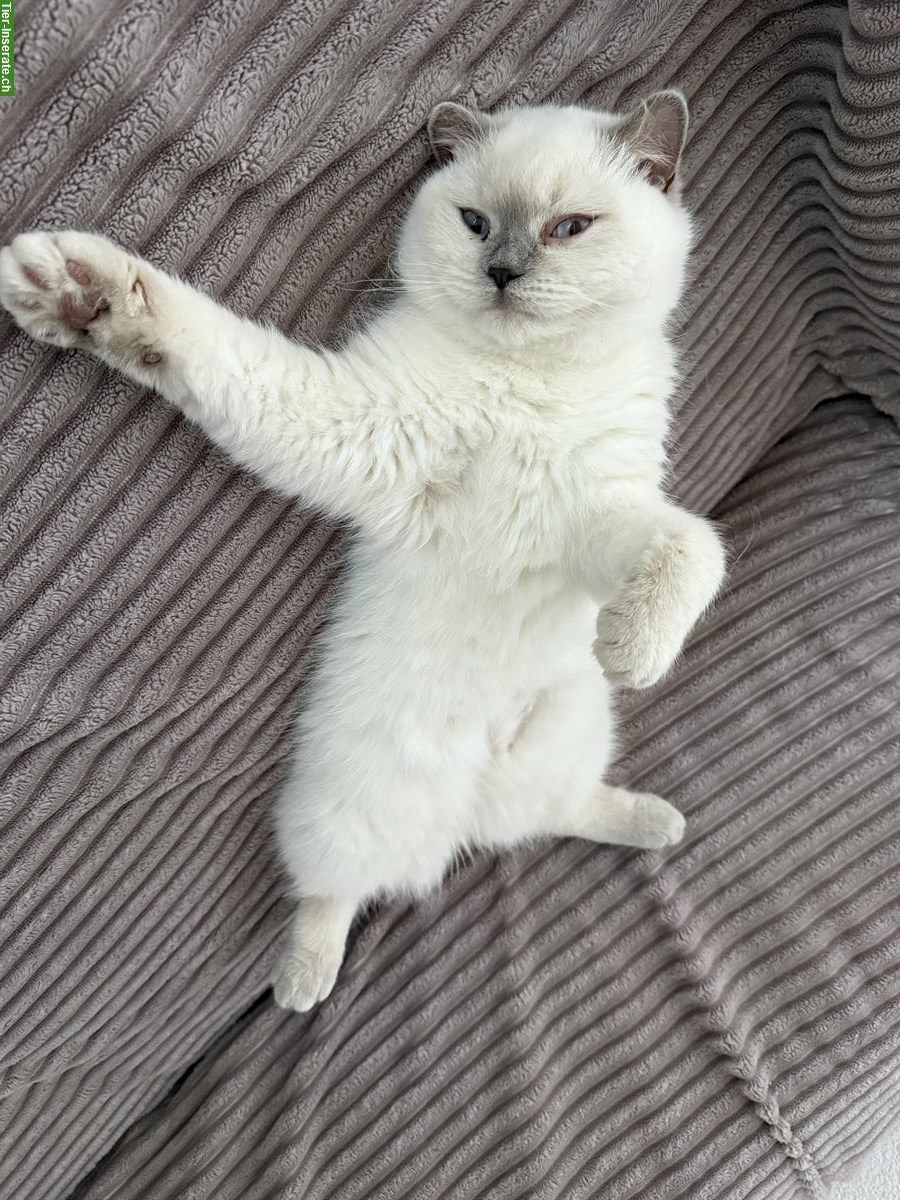 Bild 2: Wunderschöne BKH Katze sucht ein Zuhause