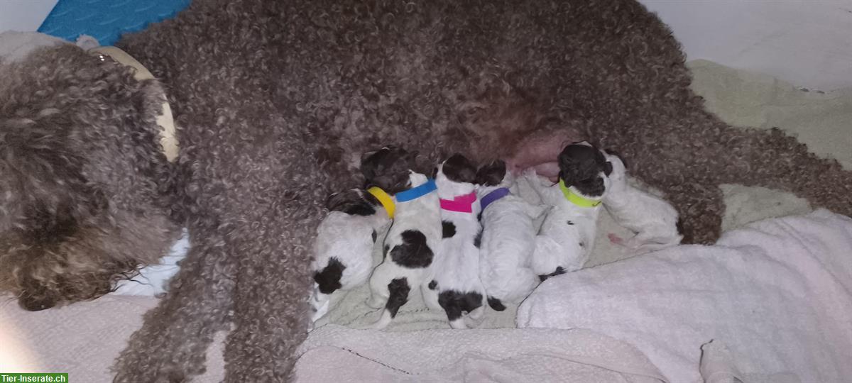 Lagotto Romagnolo Welpen zu verkaufen