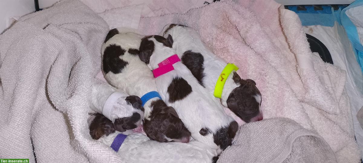 Bild 2: Lagotto Romagnolo Welpen zu verkaufen