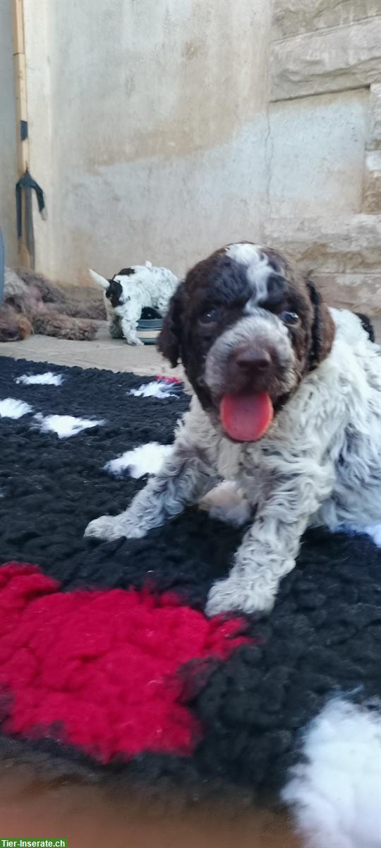 Bild 4: Lagotto Romagnolo Welpen zu verkaufen