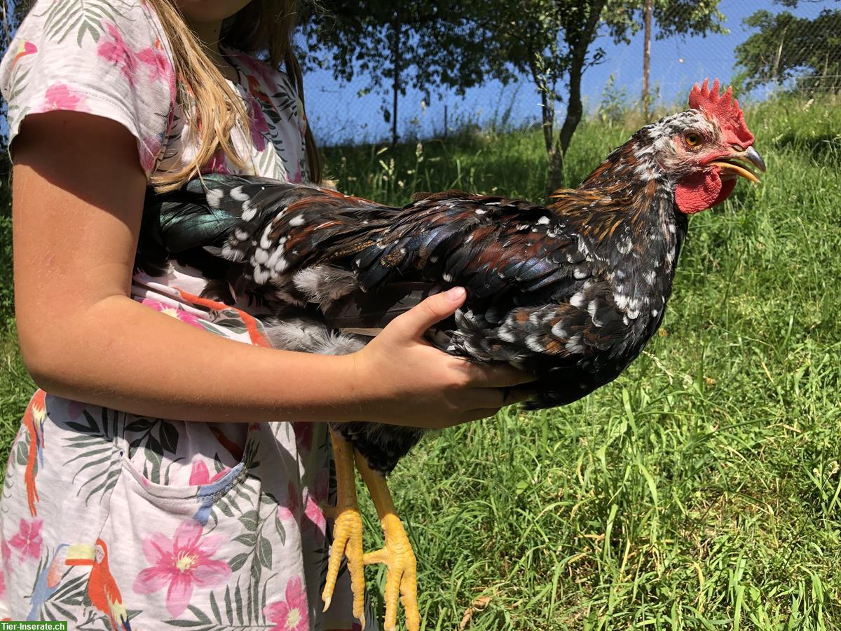 Bild 2: Schwedische Blumenhähne abzugeben