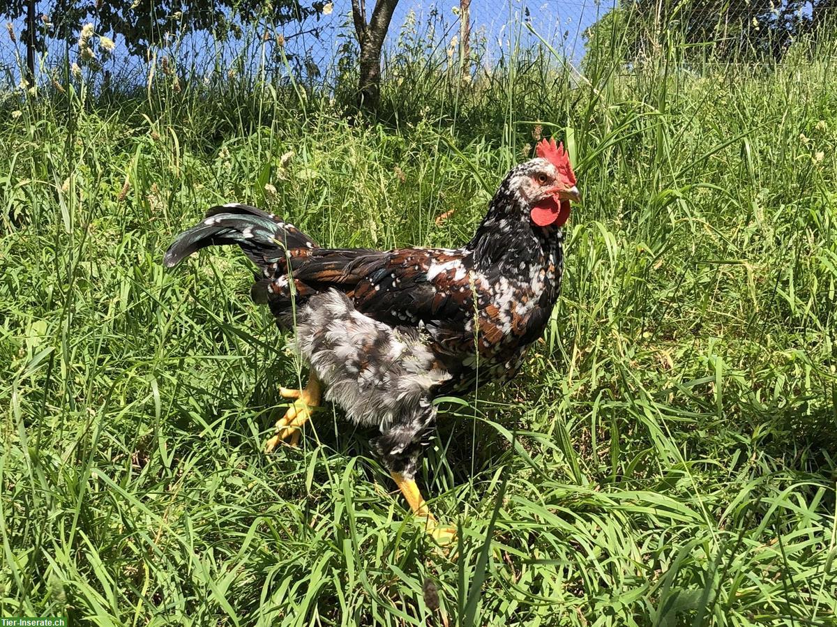 Bild 4: Schwedische Blumenhähne abzugeben