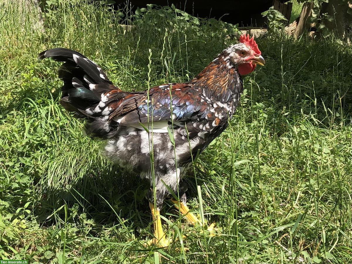 Bild 5: Schwedische Blumenhähne abzugeben