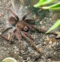 Theraphosa apophysis Vogelspinnen Männchen