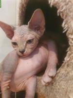 Junge Sphynx Katze weiblich zu verkaufen