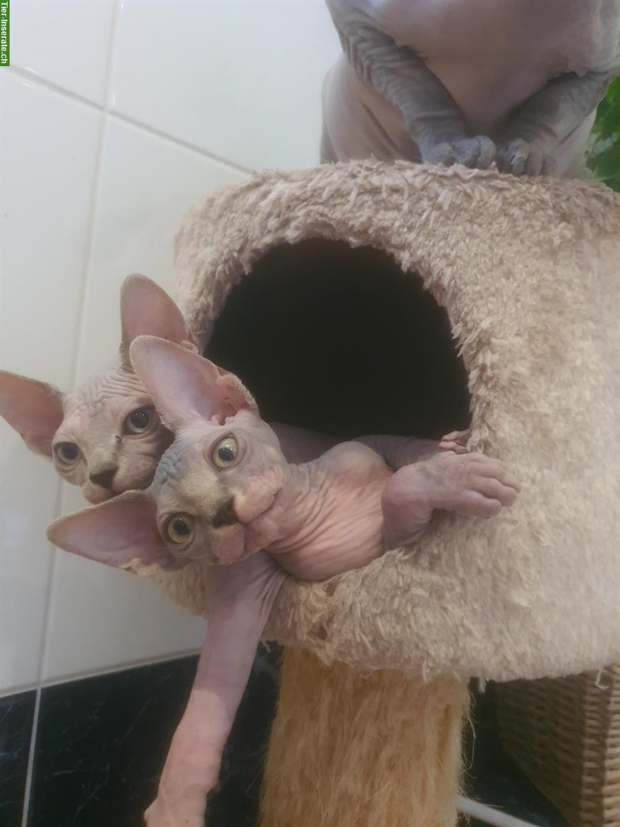Bild 2: Junge Sphynx Katze weiblich zu verkaufen