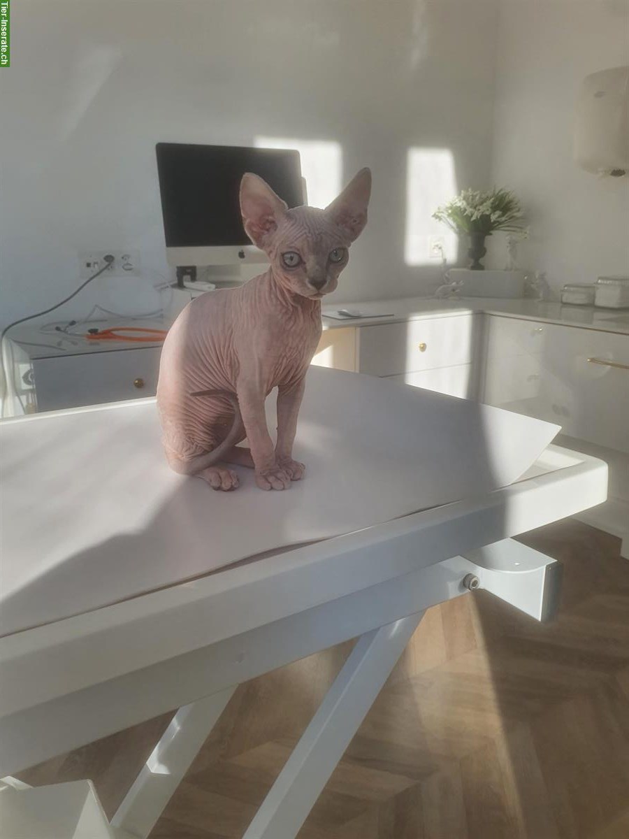 Bild 3: Junge Sphynx Katze weiblich zu verkaufen