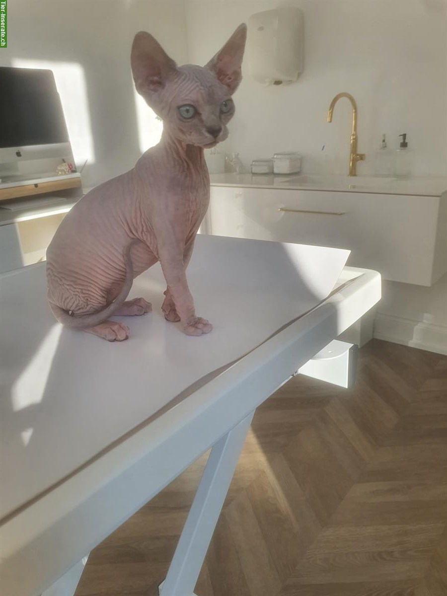 Bild 4: Junge Sphynx Katze weiblich zu verkaufen