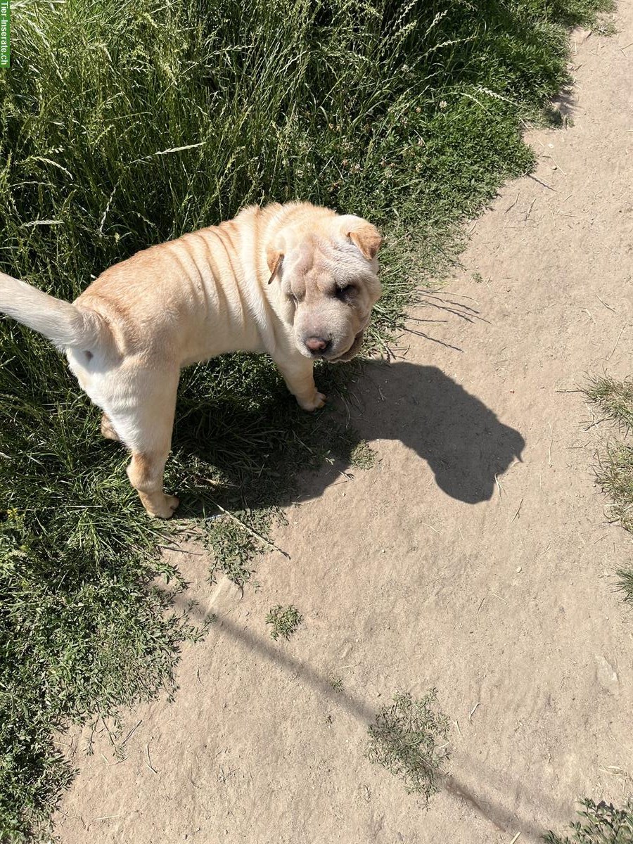 Shar-Pei Hunde von der Kölpiner Senke
