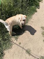 Shar-Pei Hunde von der Kölpiner Senke