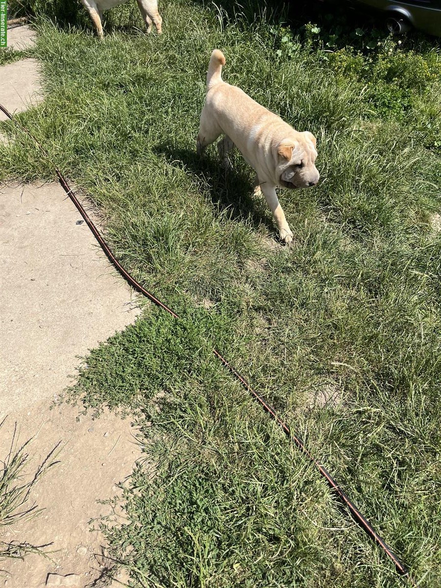 Bild 2: Shar-Pei Hunde von der Kölpiner Senke
