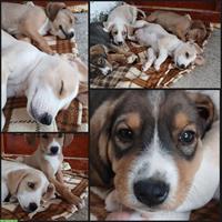 Hunde Welpen, männlich suchen dringend ein Zuhause