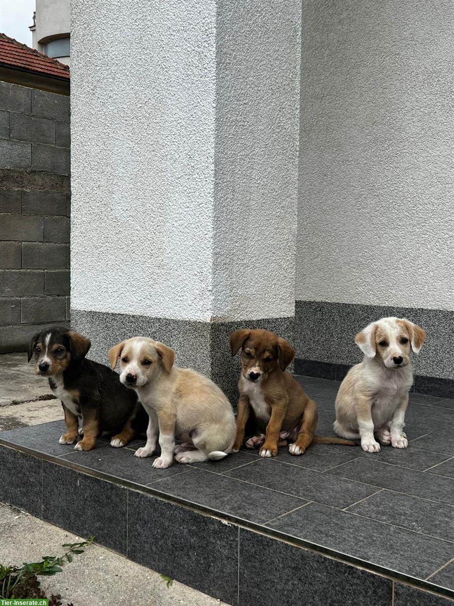 Bild 2: Hunde Welpen, männlich suchen dringend ein Zuhause