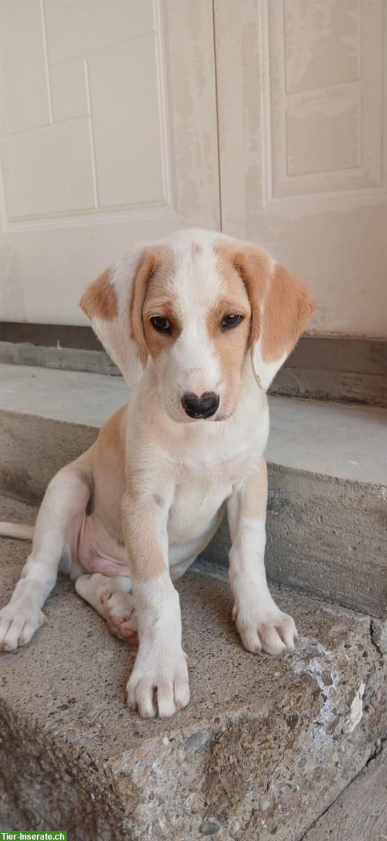 Bild 3: Hunde Welpen, männlich suchen dringend ein Zuhause