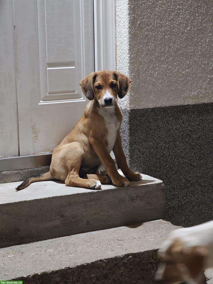 Bild 4: Hunde Welpen, männlich suchen dringend ein Zuhause