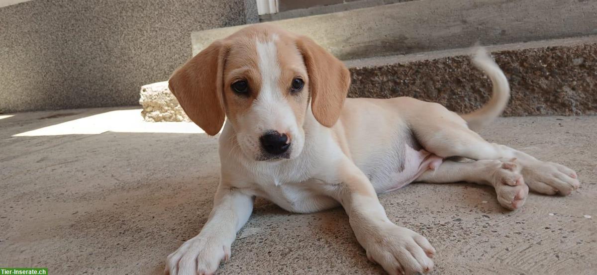 Bild 5: Hunde Welpen, männlich suchen dringend ein Zuhause