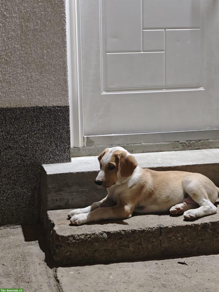 Bild 6: Hunde Welpen, männlich suchen dringend ein Zuhause