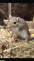 Weibliche Rennmaus sucht einen neuen Platz