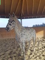 Appaloosa Wallach an guten Lebensplatz zu verkaufen