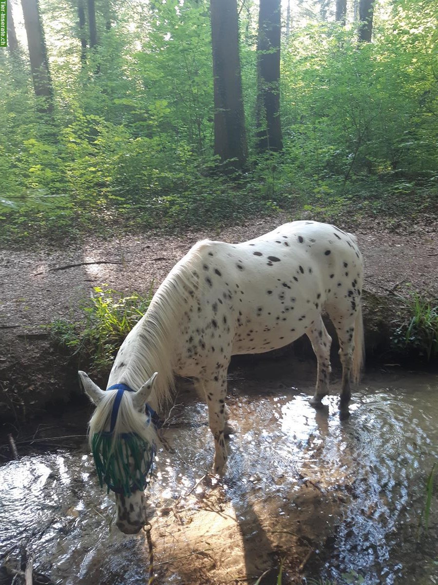 Bild 2: Appaloosa Wallach an guten Lebensplatz zu verkaufen