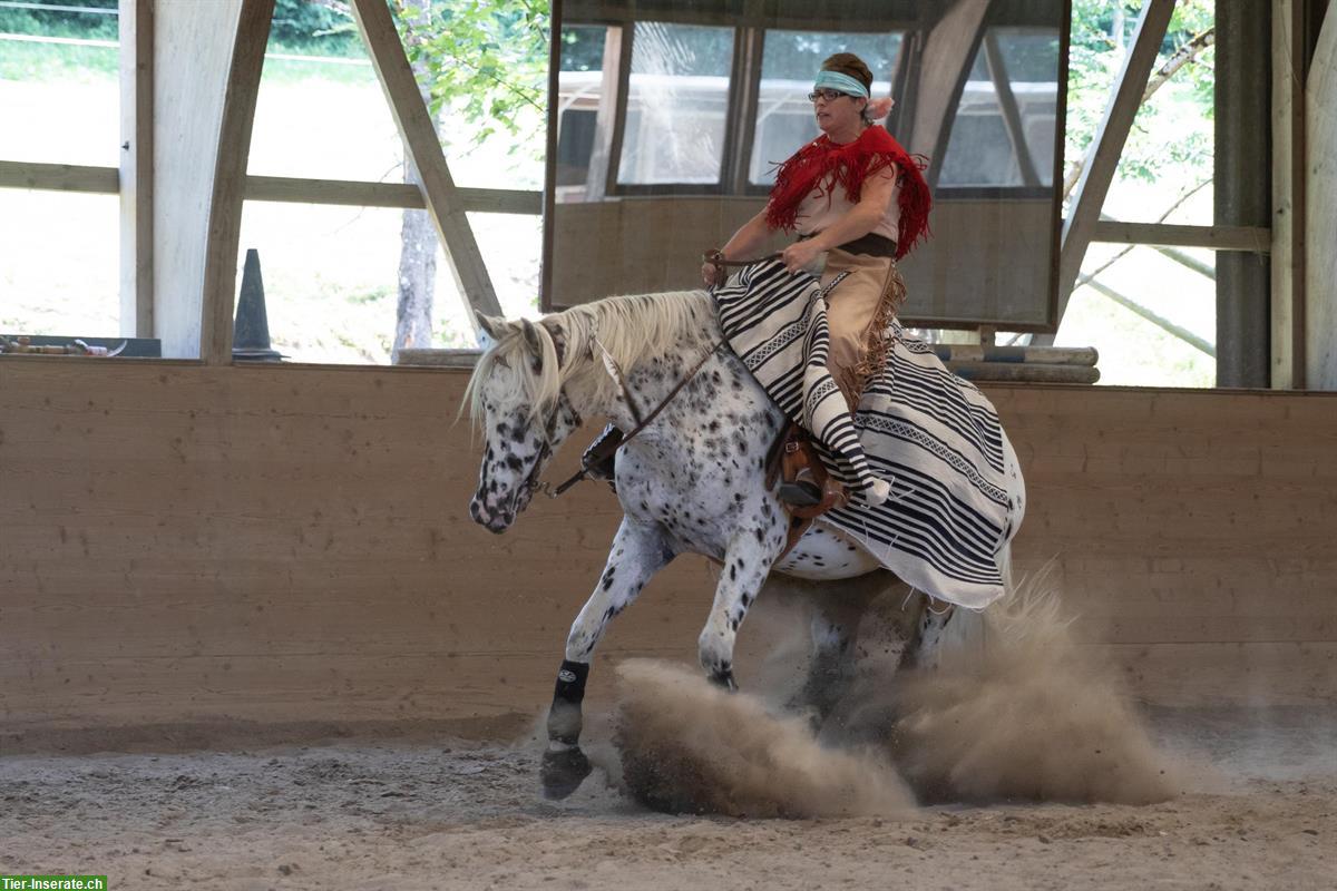 Bild 3: Appaloosa Wallach an guten Lebensplatz zu verkaufen
