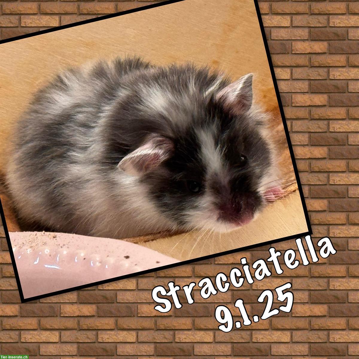 3 tolle Teddyhamster suchen ein Zuhause