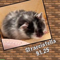 3 tolle Teddyhamster suchen ein Zuhause