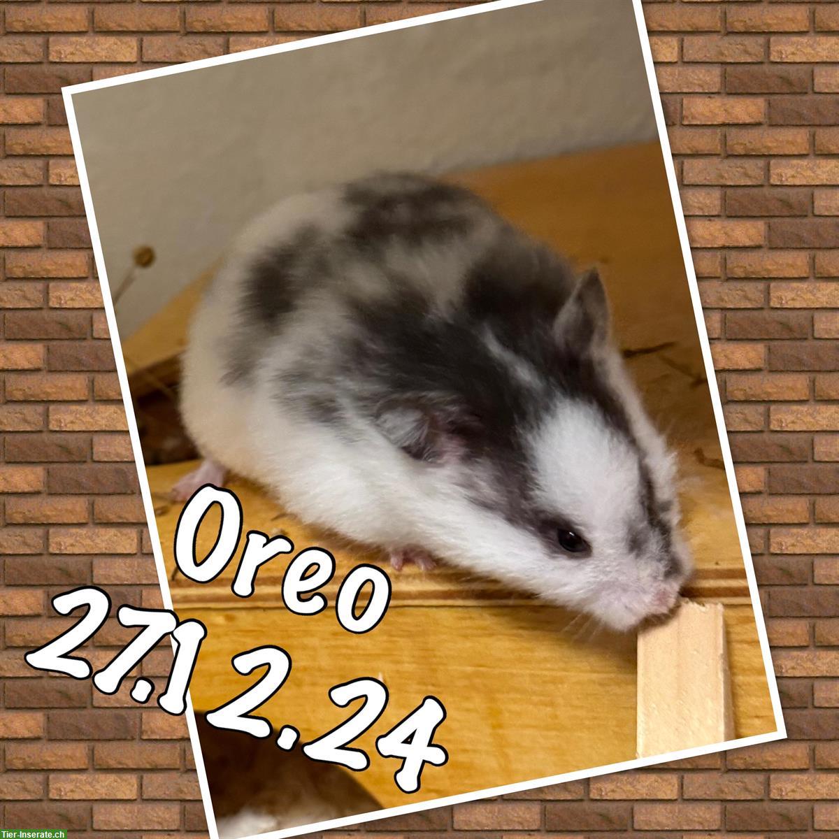 Bild 2: 3 tolle Teddyhamster suchen ein Zuhause