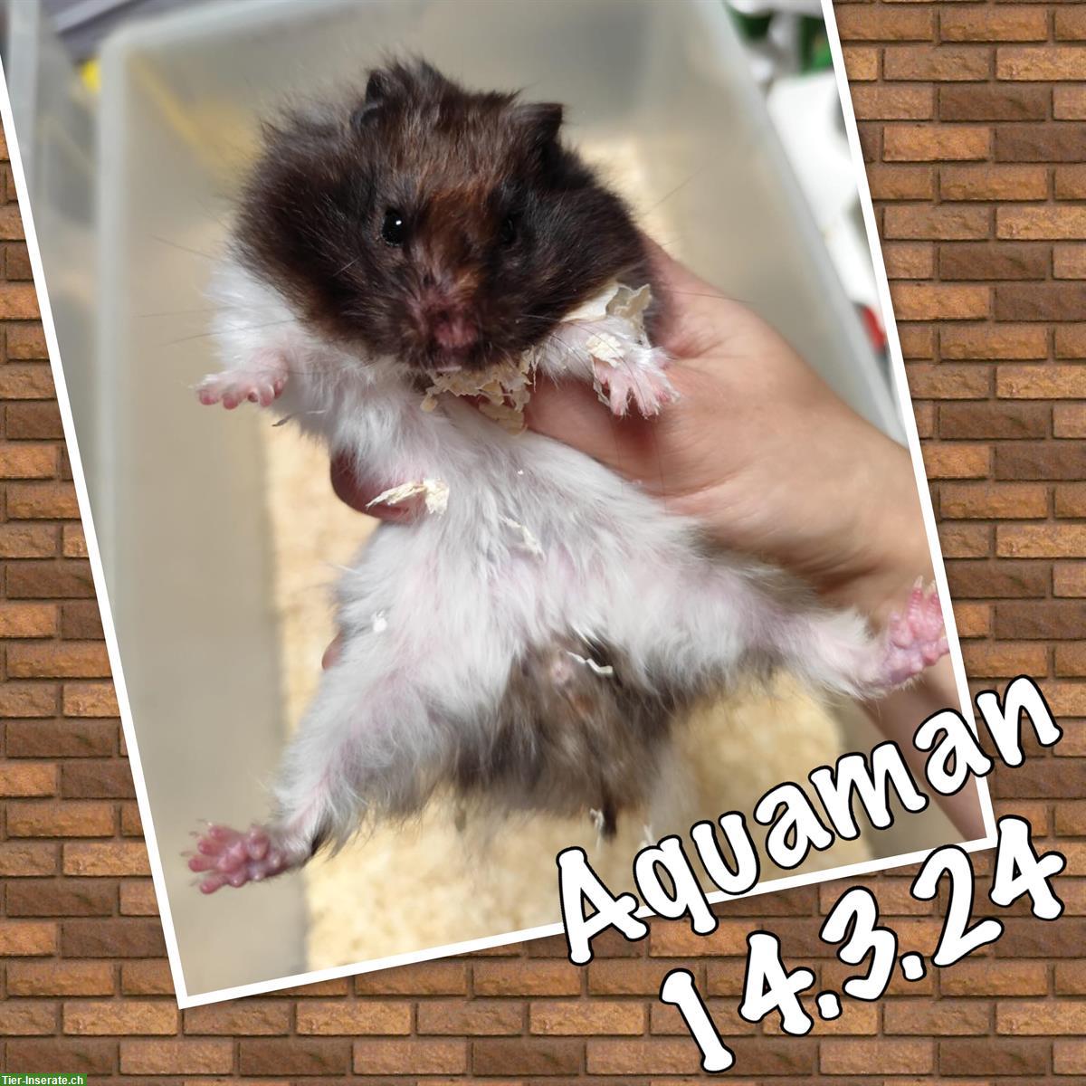 Bild 3: 3 tolle Teddyhamster suchen ein Zuhause