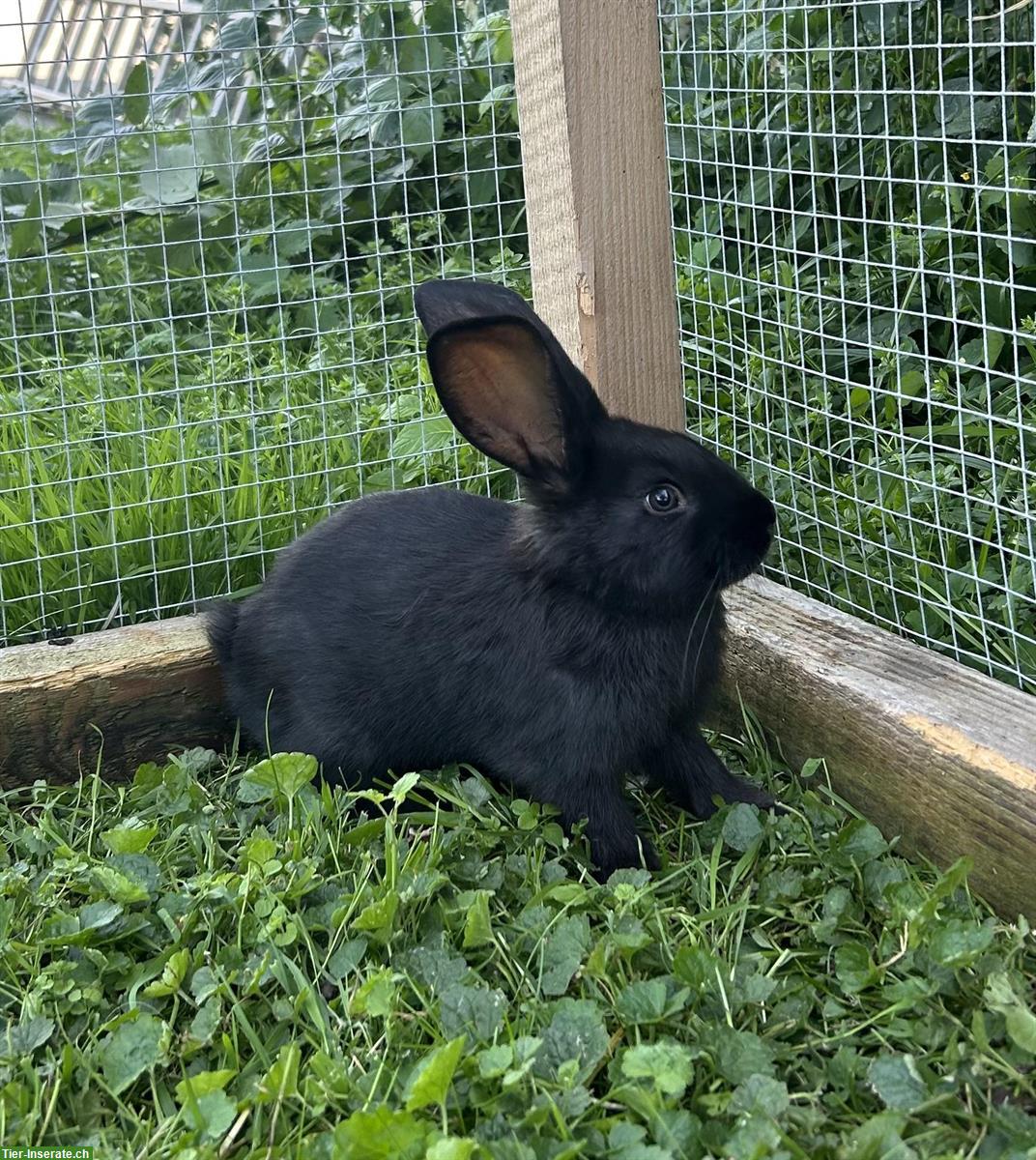 Junges Kaninchen männlich abzugeben