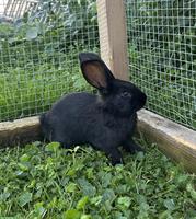 Junges Kaninchen männlich abzugeben
