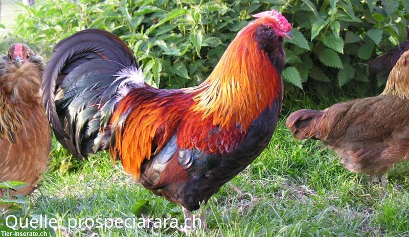 GRATIS: 4 Appenzeller Barthuhn Güggel (ProSpecieRara) abzugeben