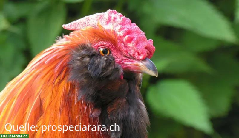 Bild 2: GRATIS: 4 Appenzeller Barthuhn Güggel (ProSpecieRara) abzugeben