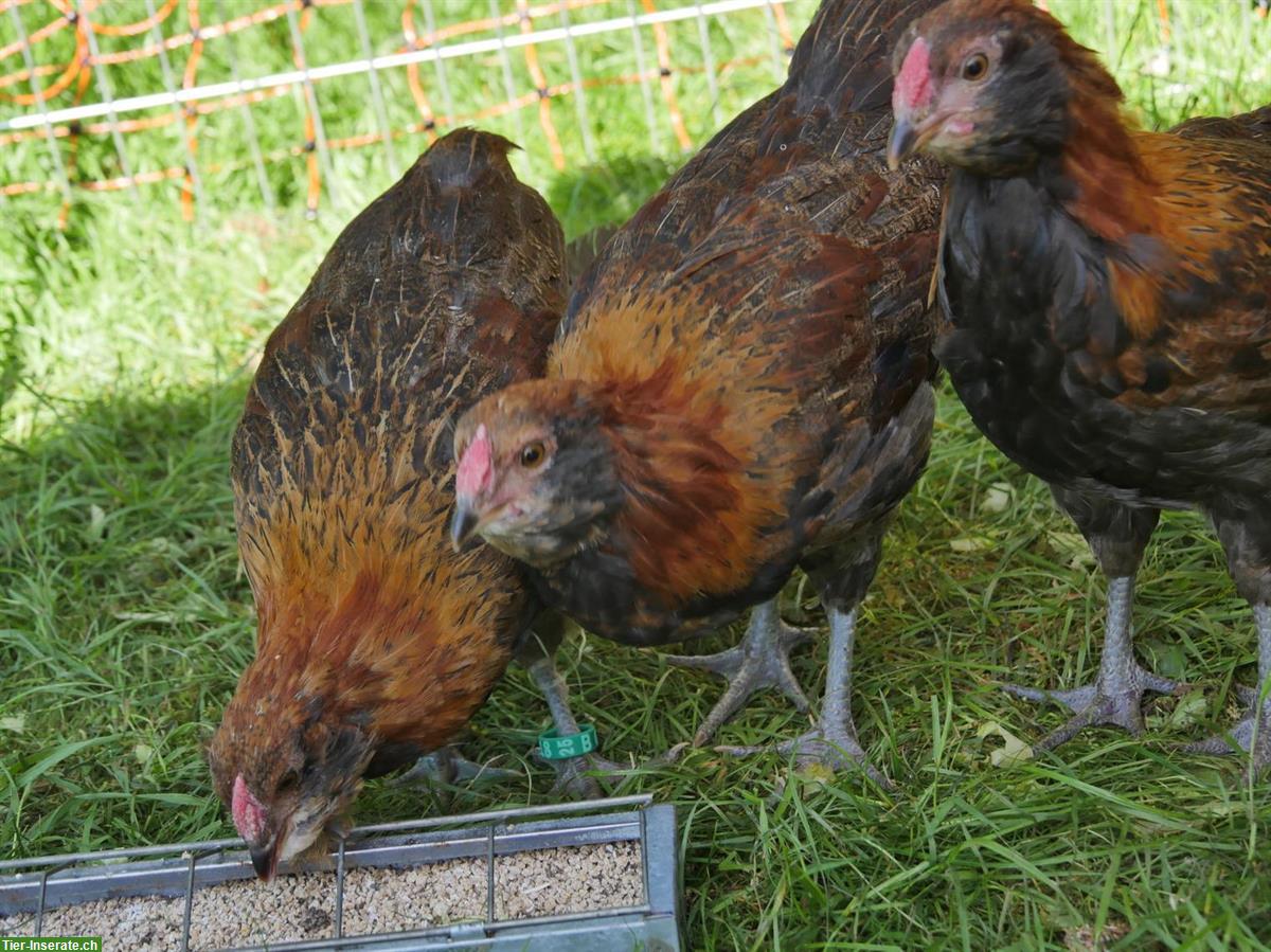 Bild 4: GRATIS: 4 Appenzeller Barthuhn Güggel (ProSpecieRara) abzugeben