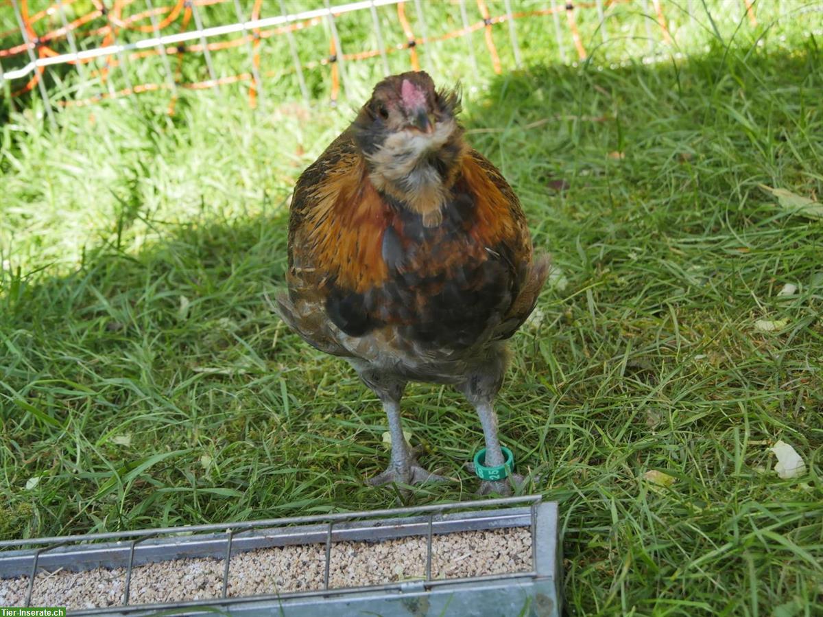 Bild 5: GRATIS: 4 Appenzeller Barthuhn Güggel (ProSpecieRara) abzugeben