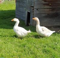 Gänse Paar an schönen Platz abzugeben