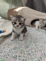 BKH x Perser Kitten suchen liebes Zuhause