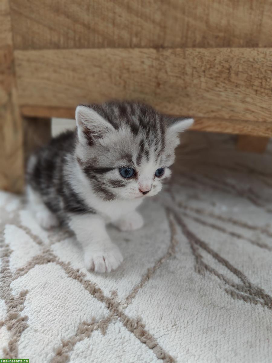 Bild 2: BKH x Perser Kitten suchen liebes Zuhause