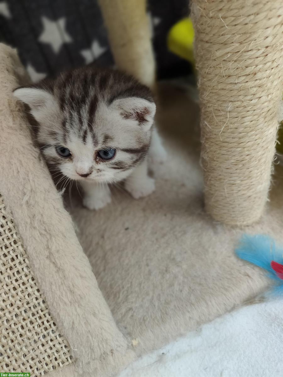 Bild 3: BKH x Perser Kitten suchen liebes Zuhause