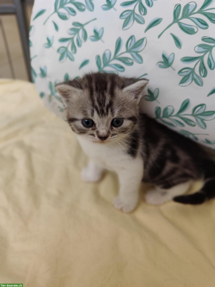 Bild 4: BKH x Perser Kitten suchen liebes Zuhause