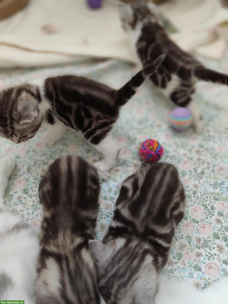 Bild 5: BKH x Perser Kitten suchen liebes Zuhause