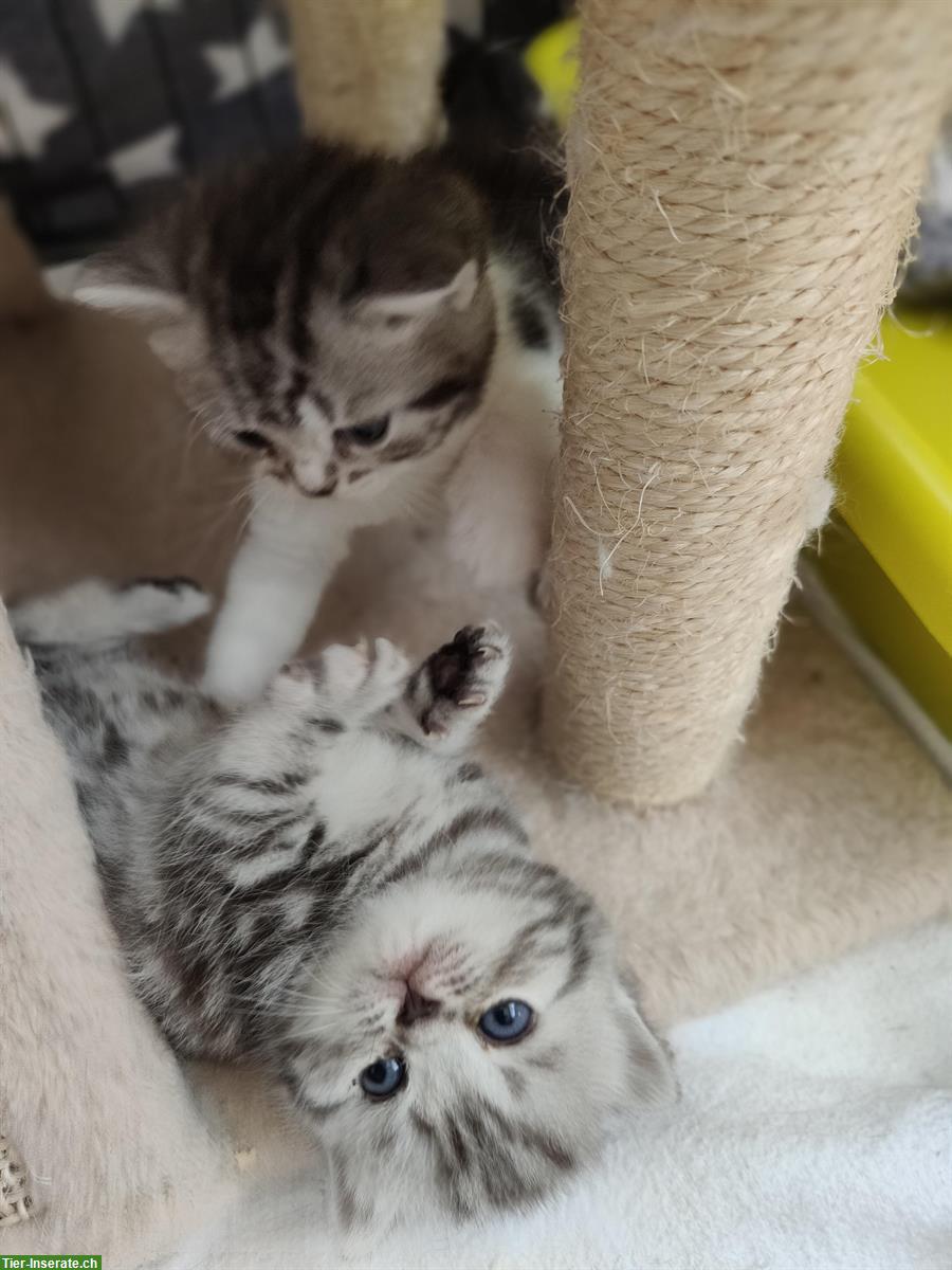 Bild 6: BKH x Perser Kitten suchen liebes Zuhause