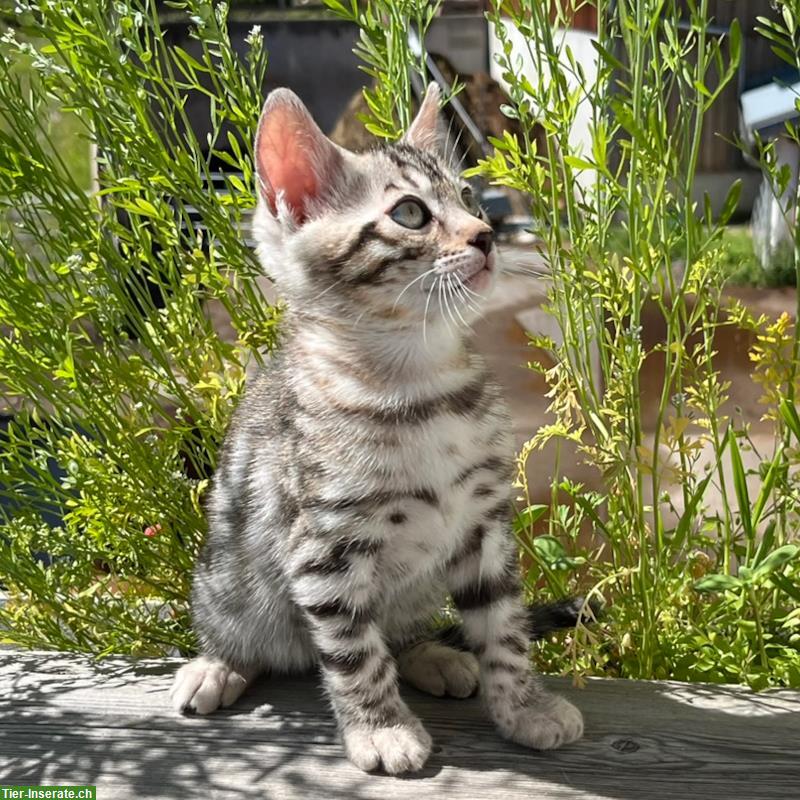 Zauberhaftes Bengal Kitten in Sonderlackierung