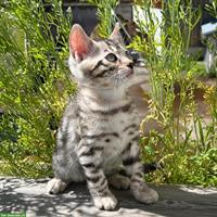 Zauberhaftes Bengal Kitten in Sonderlackierung