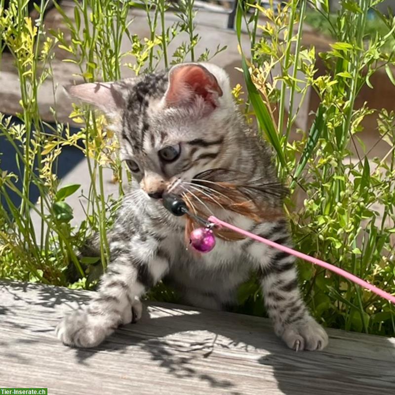 Bild 2: Zauberhaftes Bengal Kitten in Sonderlackierung