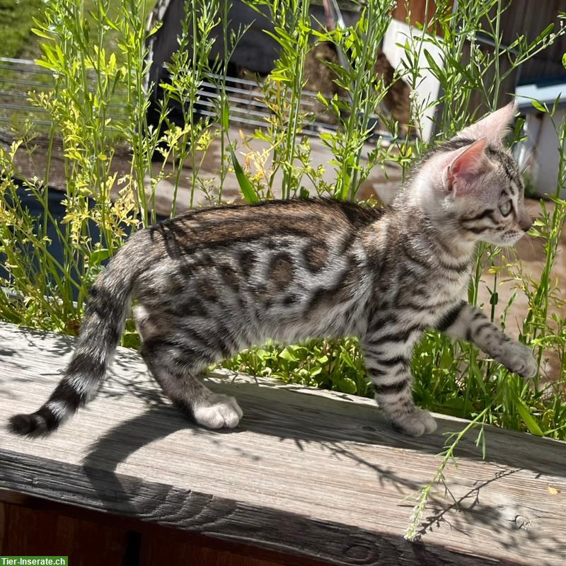 Bild 3: Zauberhaftes Bengal Kitten in Sonderlackierung