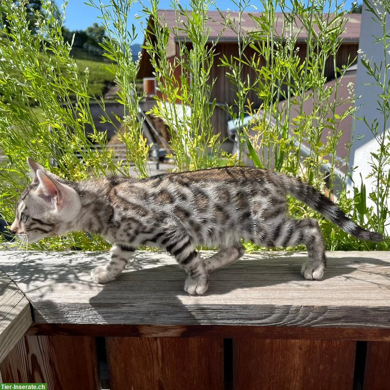 Bild 4: Zauberhaftes Bengal Kitten in Sonderlackierung