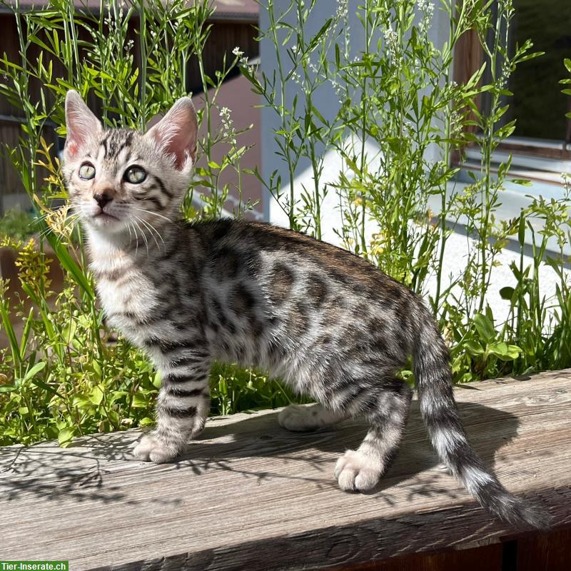 Bild 5: Zauberhaftes Bengal Kitten in Sonderlackierung