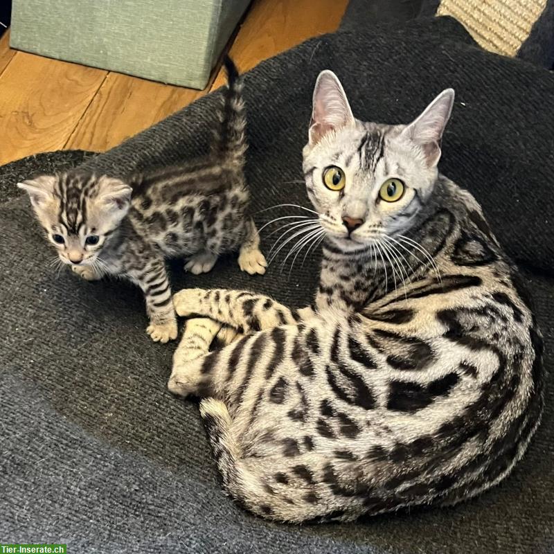 Bild 6: Zauberhaftes Bengal Kitten in Sonderlackierung